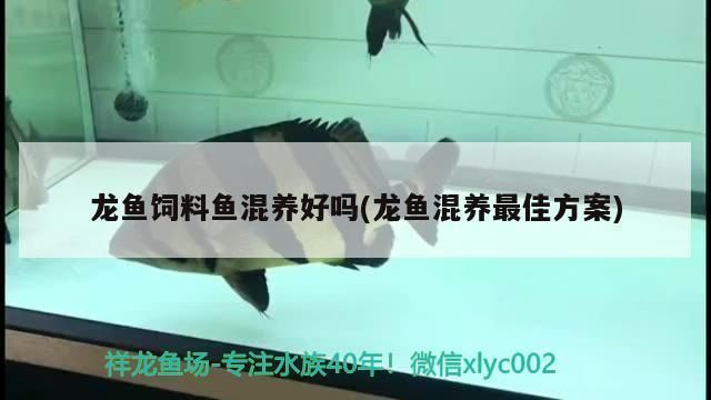 龍魚飼料魚混養(yǎng)怎么樣?。糊堲~混養(yǎng)需要注意多種因素， 龍魚百科 第2張