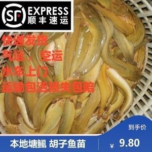 龍魚快遞運輸最多幾天：龍魚快遞運輸存活時間大約在2到3天左右，但不是絕對的 龍魚百科 第3張