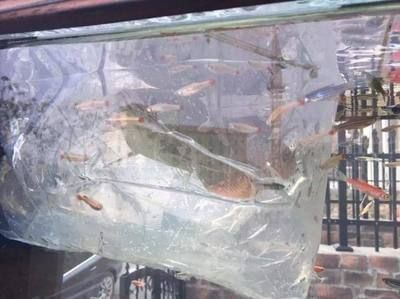 龍魚魚缸溫度25度會死嗎：25度的水溫不會立即導致龍魚死亡嗎 龍魚百科 第3張