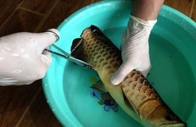 龍魚麻醉后多久才能喂食物：龍魚在麻醉后需要至少24小時的恢復(fù)時間，才能開始喂食 龍魚百科 第4張