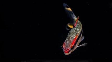 一眉道人魚苗飼料品牌推薦：一眉道人魚苗專用飼料品牌推薦：一眉道人魚苗飼料 龍魚百科 第1張