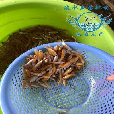 變異鳳凰龍魚市場價(jià)格：變異鳳凰龍魚市場價(jià)格曾達(dá)到18萬人民幣 龍魚百科 第2張