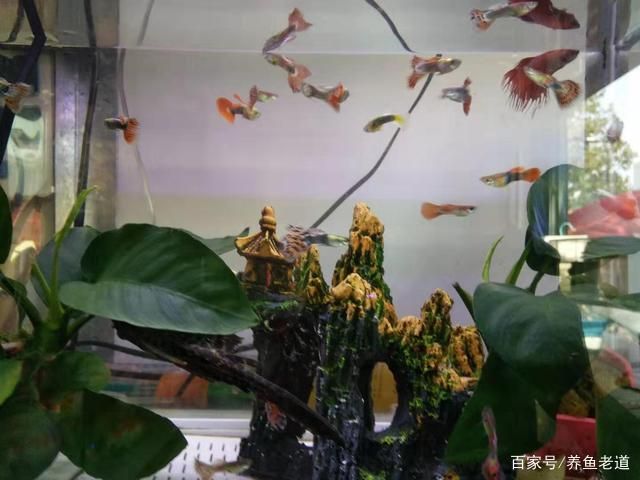 鸚鵡魚混養(yǎng)的水族箱布置技巧：鸚鵡魚混養(yǎng)水族箱應(yīng)考慮以下幾個關(guān)鍵點以確保魚類的福利和水質(zhì)的穩(wěn)定 龍魚百科 第1張