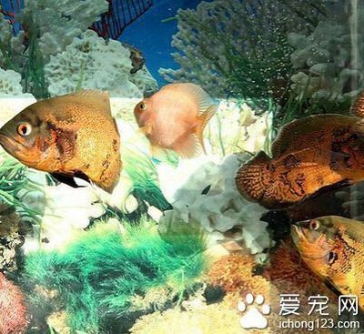 鸚鵡魚混養(yǎng)的水族箱布置技巧：鸚鵡魚混養(yǎng)水族箱應(yīng)考慮以下幾個關(guān)鍵點以確保魚類的福利和水質(zhì)的穩(wěn)定 龍魚百科 第3張