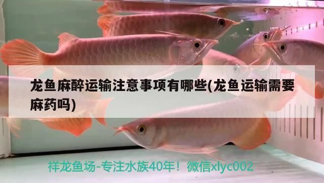 龍魚運輸需要麻藥嗎：龍魚運輸前的準備工作有哪些龍魚運輸前的準備工作有哪些 龍魚百科 第2張