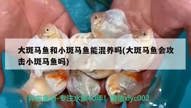 龍魚和斑馬魚混養(yǎng)好嗎：龍魚和斑馬魚混養(yǎng)的注意事項 龍魚百科 第5張