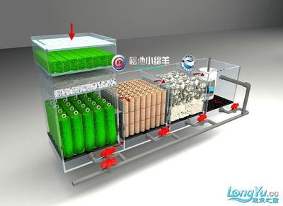 龍魚組缸設(shè)計(jì)圖：龍魚組缸設(shè)計(jì)圖是什么 龍魚百科 第1張