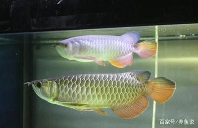 龍魚(yú)要多少溫度才能繁殖：六角龍魚(yú)繁殖技巧分享六角龍魚(yú)繁殖成功率提升 龍魚(yú)百科 第3張