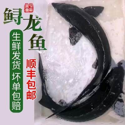 龍魚可以吃海鮮嗎怎么養(yǎng)：養(yǎng)殖龍魚時需要注意以下幾點措施，龍魚混養(yǎng)搭配建議 龍魚百科 第5張