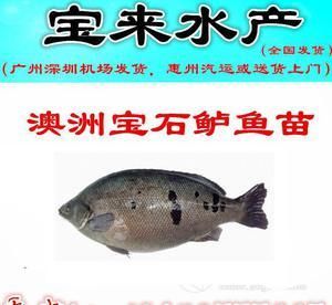 冷凍麥穗魚如何喂金龍魚：如何喂養(yǎng)金龍魚 水族問答 第2張