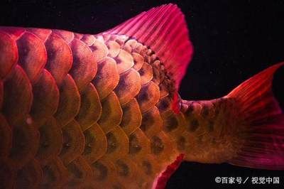 龍魚叫什么名字：龍魚名稱的詳細(xì)信息：龍魚的飼養(yǎng)技巧有哪些 龍魚百科 第3張