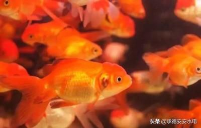 觀賞魚苗選購技巧指南：觀賞魚苗選購技巧 龍魚百科 第3張