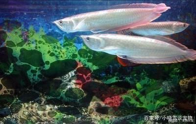 龍魚該怎么養(yǎng)活：養(yǎng)殖龍魚的注意事項 龍魚百科 第4張