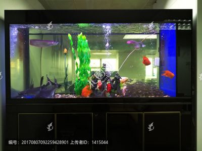 龍魚閣魚缸廠家地址：龍魚閣魚缸廠家地址探討龍魚閣魚缸廠家的詳細(xì)地址 龍魚百科 第4張