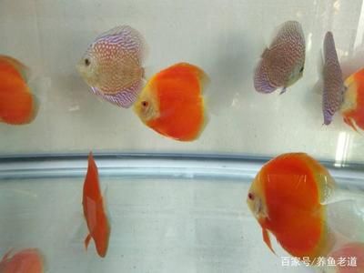 觀賞魚體長影響因素分析：如何優(yōu)化觀賞魚生活環(huán)境，觀賞魚飼養(yǎng)技巧分享 龍魚百科 第4張