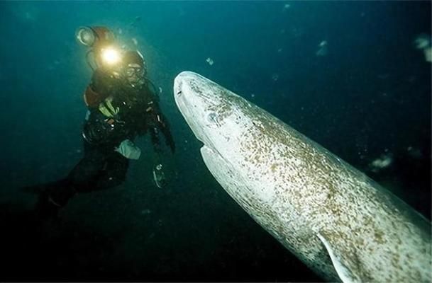 龍魚疾病預(yù)防方法有哪些呢：如何判斷龍魚健康狀況，防止龍魚壓力的有效方法 龍魚百科 第2張