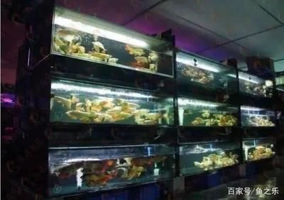 龍魚世界繁殖有限公司招聘：龍魚世界繁殖有限公司招聘信息 龍魚百科 第4張