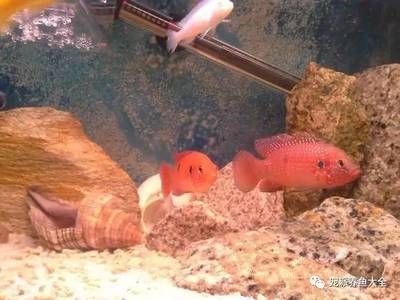 練手龍魚值得養(yǎng)嗎：養(yǎng)練手龍魚需要注意什么？ 水族問答 第2張