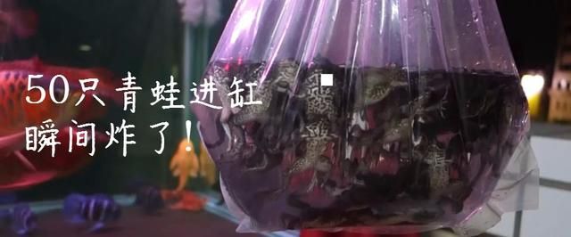 龍魚害怕加配魚料怎么辦：如何判斷龍魚適應(yīng)新飼料 龍魚百科 第3張