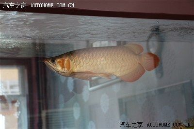 播放紅龍魚寶的照片：紅龍魚寶市場價格紅龍魚寶市場價格紅龍魚寶飼養(yǎng)技巧 龍魚百科 第1張