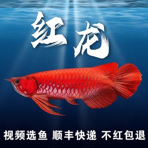 赤血紅龍魚苗：赤血紅龍魚苗的價(jià)格以及養(yǎng)殖技巧 龍魚百科 第2張