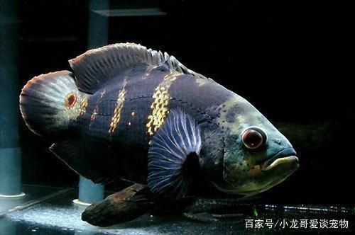 兩條金龍魚打架怎么處理：兩只金龍魚打架怎么辦？ 水族問答 第2張