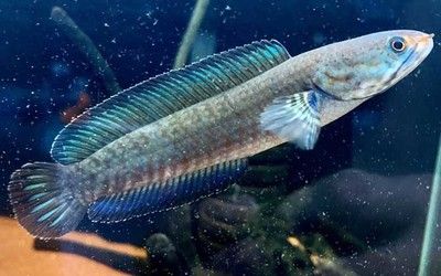 雷龍魚適宜的水質(zhì)管理技巧：雷龍魚飼料搭配指南,雷龍魚光照周期設(shè)置雷龍魚疾病預(yù)防策略 龍魚百科 第1張