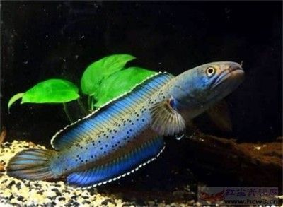 雷龍魚適宜的水質(zhì)管理技巧：雷龍魚飼料搭配指南,雷龍魚光照周期設(shè)置雷龍魚疾病預(yù)防策略 龍魚百科 第2張