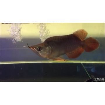 紅龍魚幼魚性別早期識別：紅龍魚幼魚的性別在早期階段很難準(zhǔn)確識別 龍魚百科 第4張