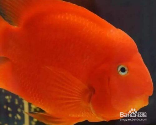 如何挑選活體伊巴卡魚：伊巴卡魚飼料選擇指南 龍魚百科 第2張