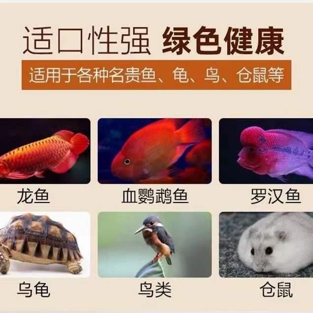 龍魚能不能吃面包蟲：龍魚可以吃面包蟲嗎 龍魚百科 第2張