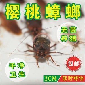 龍魚能不能吃面包蟲：龍魚可以吃面包蟲嗎 龍魚百科 第5張