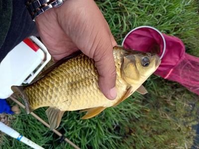 紅龍魚水族箱布置技巧：布置紅龍魚水族箱的技巧 龍魚百科 第2張