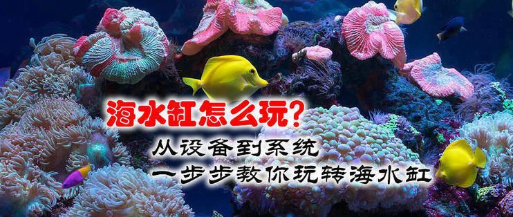 龍魚缸可以改海水缸嗎：如何將龍魚缸改造成海水缸 龍魚百科 第1張