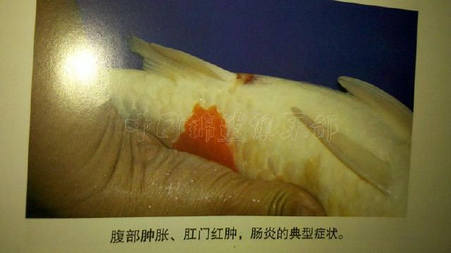 六腳龍魚能長多大的魚：六腳龍魚有哪些特殊生活習性，如何判斷一條六腳龍魚是否健康 水族問答 第1張