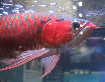 龍魚什么味道最好養(yǎng)：龍魚飼養(yǎng)技巧 龍魚百科 第4張