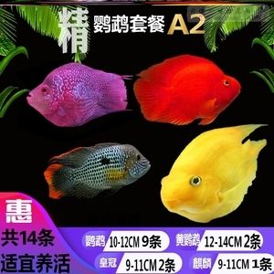 六腳龍魚飼養(yǎng)注意事項：如何正確飼養(yǎng)六腳龍魚 水族問答