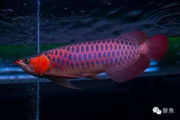 龍魚增色有什么辦法嗎視頻：金龍魚增色飼料配方，龍魚增色自然方法， 龍魚百科 第1張