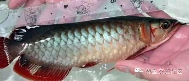 龍魚增色有什么辦法嗎視頻：金龍魚增色飼料配方，龍魚增色自然方法， 龍魚百科 第4張