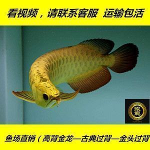 龍魚鱗片有劃痕：如何判斷龍魚鱗片劃痕的嚴重程度 龍魚百科 第3張