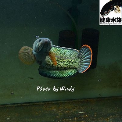 六龍魚怎么養(yǎng)才能養(yǎng)活：六龍魚的養(yǎng)護方法是根據(jù)自己魚缸的特定情況來調(diào)整養(yǎng)護 水族問答 第1張