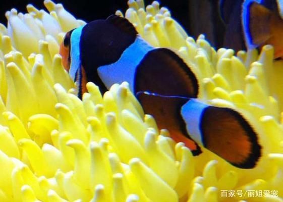 六爪金龍魚喜歡吃什么：六爪金龍魚的飲食習性 水族問答 第2張