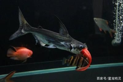 龍魚瘋狂撞缸體內(nèi)寄生蟲：龍魚瘋狂撞缸可能是因?yàn)轶w內(nèi)寄生蟲感染 龍魚百科 第4張