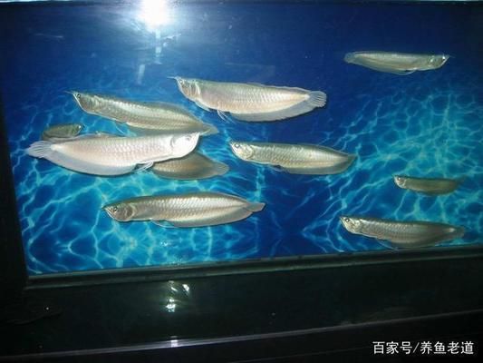 龍魚入缸的正確操作過程：如何判斷龍魚是否健康 龍魚百科 第3張