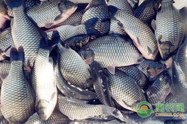 六爪恐龍魚吃什么食物為主：六爪恐龍魚主要吃哪種水生動物, 水族問答 第2張