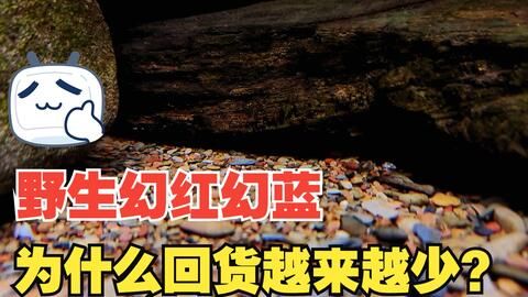 雷龍魚繁殖缸內(nèi)植物配置：雷龍魚繁殖期飼料選擇 龍魚百科 第4張