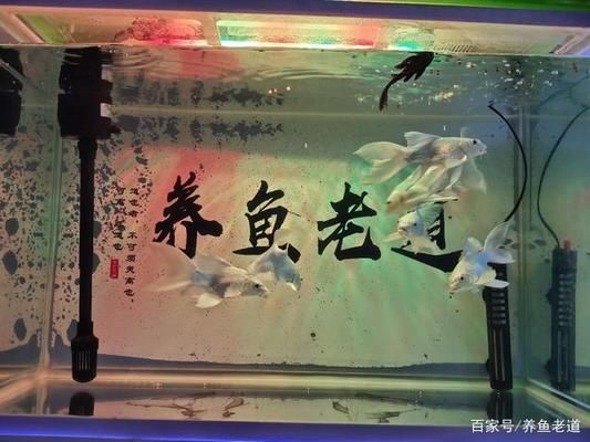 水族箱飼養(yǎng)密度最佳實(shí)踐：水族箱飼養(yǎng)密度的最佳實(shí)踐 龍魚(yú)百科 第2張