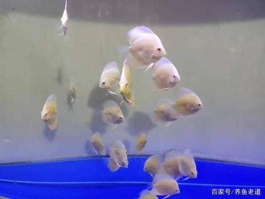 水族箱飼養(yǎng)密度最佳實(shí)踐：水族箱飼養(yǎng)密度的最佳實(shí)踐 龍魚(yú)百科 第3張