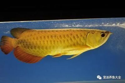 龍魚有病了用什么藥好：關(guān)于龍魚疾病治療的藥物選擇和使用方法 龍魚百科 第1張