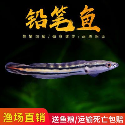 龍魚和雷龍魚的區(qū)別：龍魚和雷龍魚在形態(tài)特征、飼養(yǎng)環(huán)境要求和適應能力等方面存在差異 龍魚百科 第4張